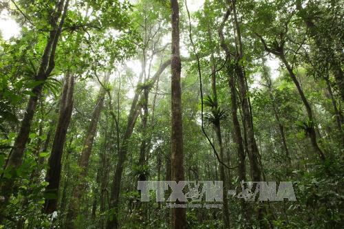 Ảnh minh họa TTXVN
